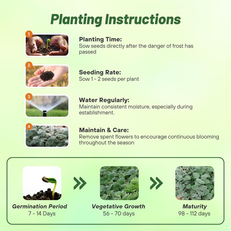 Outsidepride Silver Crest Plectranthus Seeds - 10 Pcs Perennial, Shade-Adapted,