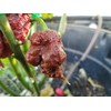 Chocolate Reaper Hot Pepper Seeds 10+ Seeds