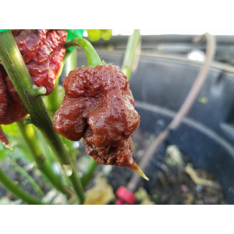 Chocolate Reaper Hot Pepper Seeds 10+ Seeds