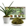 Omitgoter Compressed Sphagnum Moss for Plants & Reptiles (1pc)– Dried