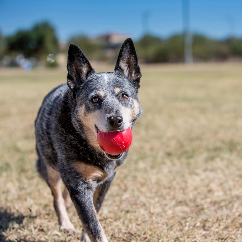KONG Ball with Hole - Durable Dog Fetch Toy for