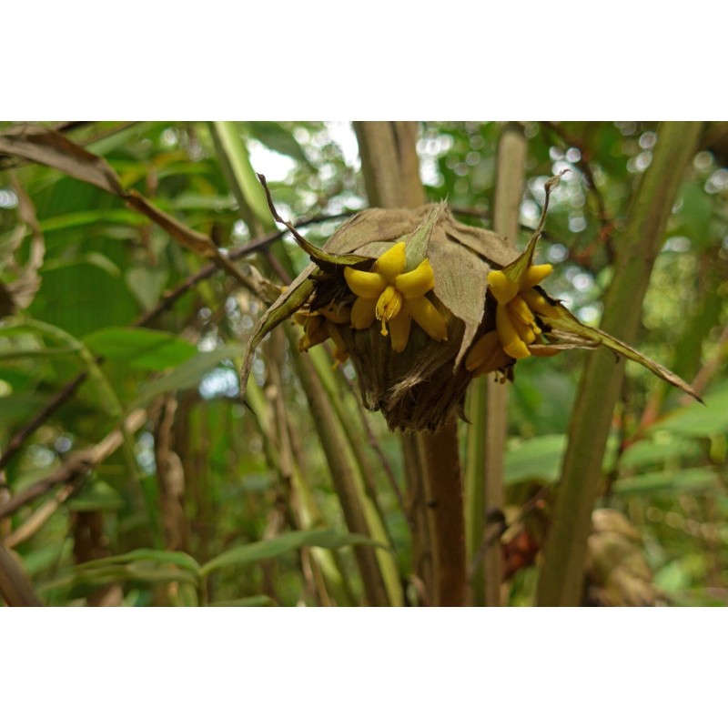 Buy Rare Seeds Curculigo capitulata | Palm Grass | Whale