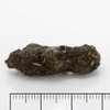 Extra Large Barn Owl Pellets Pack of 20 and Bone