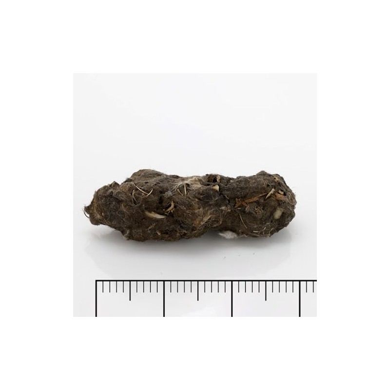 Extra Large Barn Owl Pellets Pack of 20 and Bone