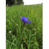 Pure Blue Cornflower Petals - 100% Natural Centaurea cyanus -