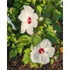 WHITE HIBISCUS MOSCHEUTOS (SWAMP ROSE-MALLOW) 20 SEEDS ( FRESH 2023