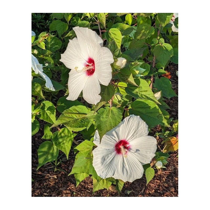WHITE HIBISCUS MOSCHEUTOS (SWAMP ROSE-MALLOW) 20 SEEDS ( FRESH 2023