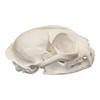 Real Bobcat Skull - Perfect