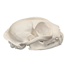 Real Bobcat Skull - Perfect