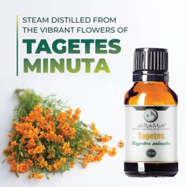 Tagetes Essential Oil – 100% Pure Steam Distilled from Tagetes minuta Flowers | Sweet, Citrusy Aromatherapy Oil for Relaxation & Massage | Top Note | Natural & Undiluted | India | 15ml