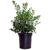 Ilex X meserveae 'China Girl' (Holly) Evergreen, 2 - Size