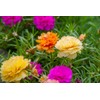 22Day Seeds: Seeds Moss Rose Mix/Portulaca grandiflora/Annual Flowers