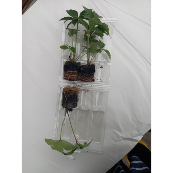 Helleborus 'Double Purple' Plug Plants x 3