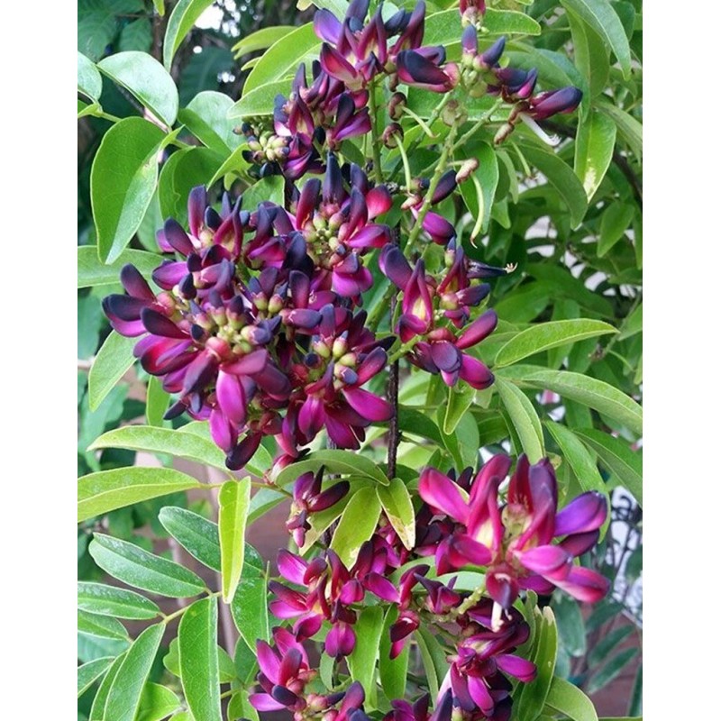 Green River Tropics 5 Wisteria Seeds Vine Climbing Flower Perennial