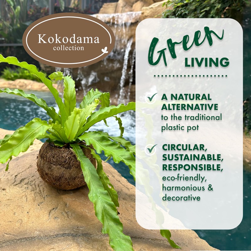 Better-Gro 17” Hanging Kokodama with Birds Nest Fern - Biodegradable,