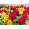 SeedsUP - 250+ Seeds Plumed Cockscomb Mix - Celosia -