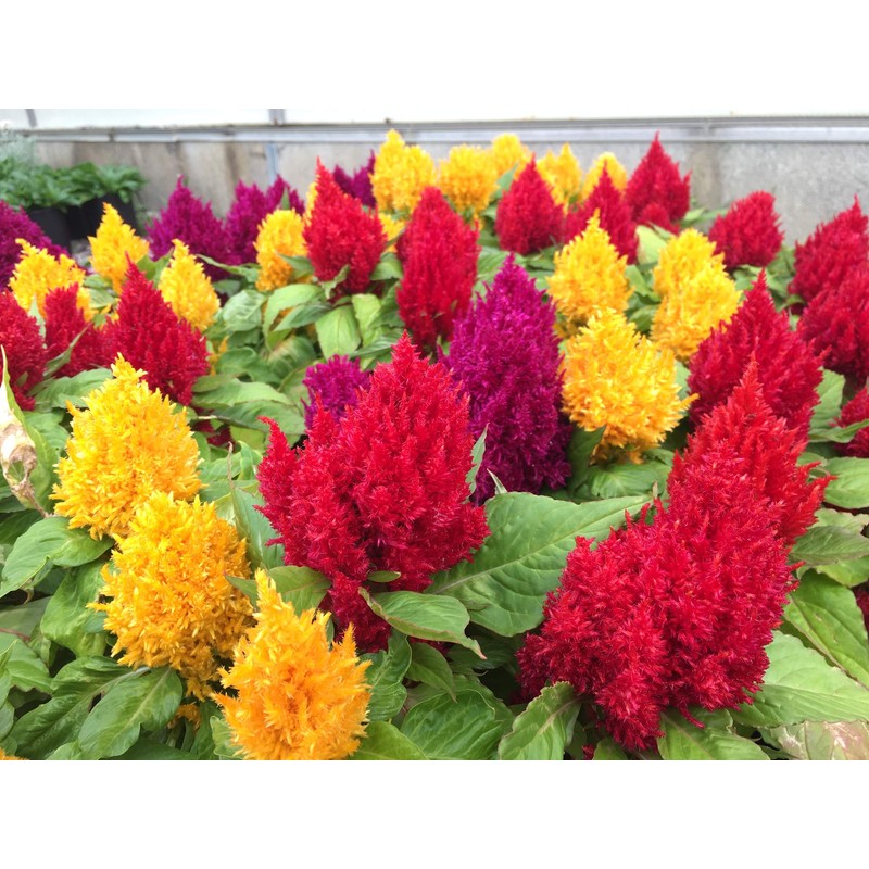 SeedsUP - 250+ Seeds Plumed Cockscomb Mix - Celosia -