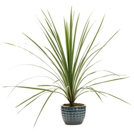 Womack Farm DRACAENA SPIKES. 25 Seeds~ USA~Free Shipping.