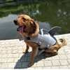 OMEM Dog Life Jacket For Swimming, Puppy Pool Float Vest,