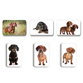 Merchandise for Fans Dachshund / Teckel / Dachshund - 6 Rectangular Fridge Magnets 7 x 4.5 cm - 03 for Memo Board Notice Board Magnetic Board Whiteboard