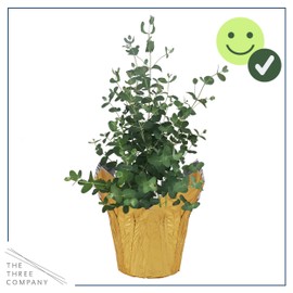 Live Aromatic and Healthy Herb - Eucalyptus, Improves Air Quality, Wrapped in Deco Cover, 14" Tall by 6" Wide in 1.25 Quart Pot