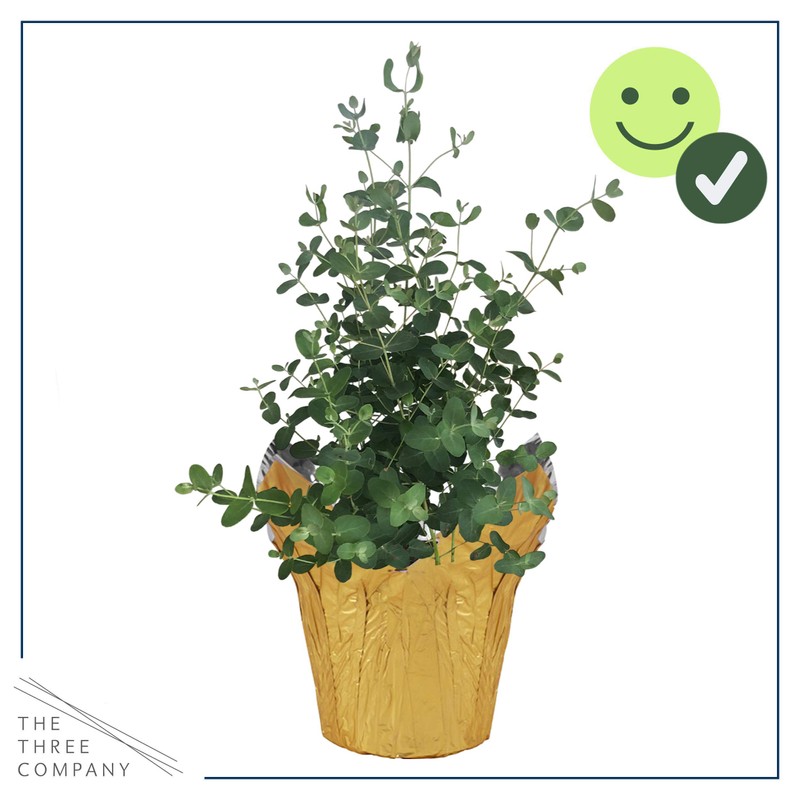 Live Aromatic and Healthy Herb - Eucalyptus, Improves Air Quality,