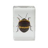 Celestron 3D Bug Specimen Kit #2