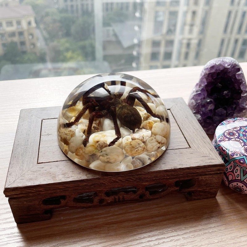 Real Spider Specimens in Resin Paperweight Crafts, Animal Taxidermy Collection