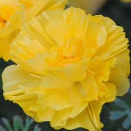 Outsidepride 200 Seeds Annual Eschscholzia California Poppy Gold Swirl Garden Flower Seeds