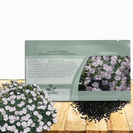 Outsidepride Maiden Pink White Dianthus Seeds for Planting - 5000 Pcs Easy to Grow & Hardy Perennial Flower Seeds with Colorful & Fragrant Blooms for Mixed Plantings, Containers & Pollinator Gardens