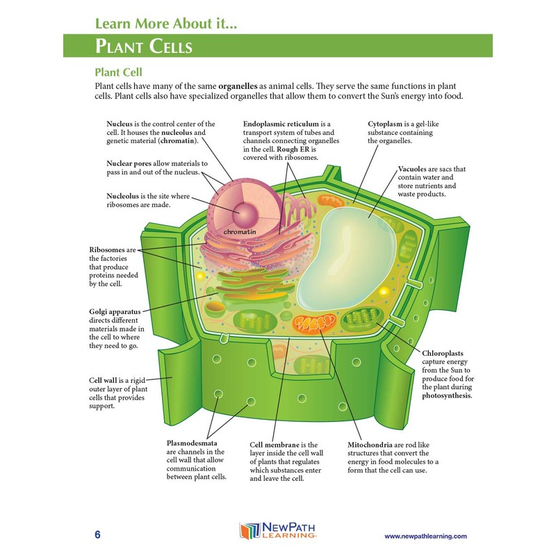 NewPath Simple Plant Cell 3-D Model Making Kit - Individual