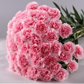 KaBloom - 18 Pink Carnation Without Vase - Fresh Flowers for Birthday, Valentine's & Mother's Day