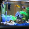 YOLUFER Aquarium Decorations Resin Treasure Box Ornaments Simulation Treasure Chest