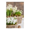 Dehner Rattan Planter, Approx. 30 x 15 x 15 cm,
