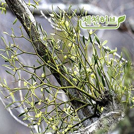 Mistletoe - Jecheon Herb 600g domestic mistletoe / 국산 겨우살이 600g