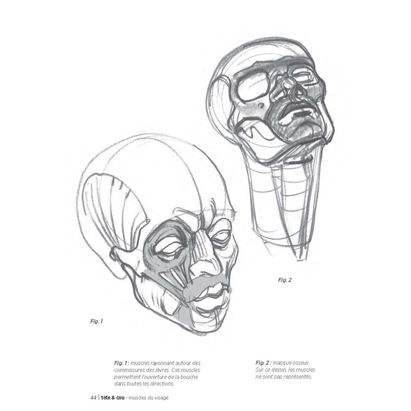 Morpho: Anatomie artistique