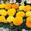 NIKA SEEDS - Flowers Mexican Marigold Cool Mix Annual -