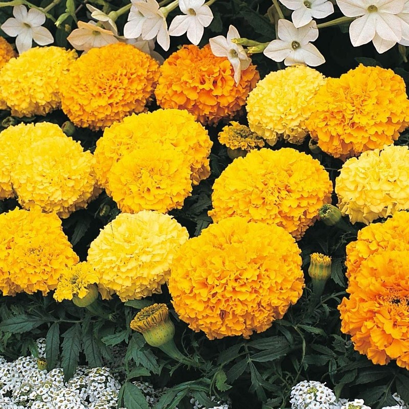 NIKA SEEDS - Flowers Mexican Marigold Cool Mix Annual -