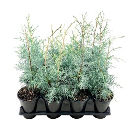 Carolina Sapphire | 10 Live Quart Size Trees | Cupressus arizonica 'Carolina Sapphire' | Privacy Screen | Fast-Growing Evergreen Plants for Landscaping