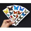 Colorful Temporary Butterfly Tattoos - 5 Sheets - by Butterfly