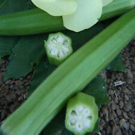 Sustainable Seed Company 100+ CLEMSON SPINELESS 80 OKRA SEEDS HEIRLOOM VEGETABLE GARDENING |Đậu Bắp 2025