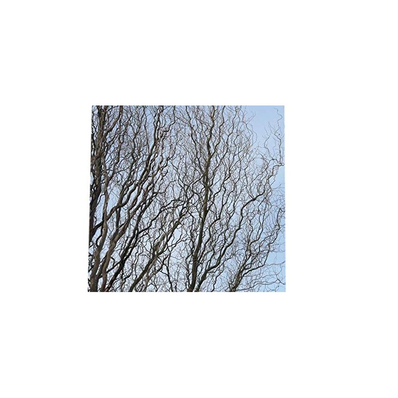 Golden Curls Corkscrew Weeping Willow - Live Plant - Trade