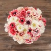 Anemone Bulbs - Elizabeth's Mix - 20 Bulbs - Mixed