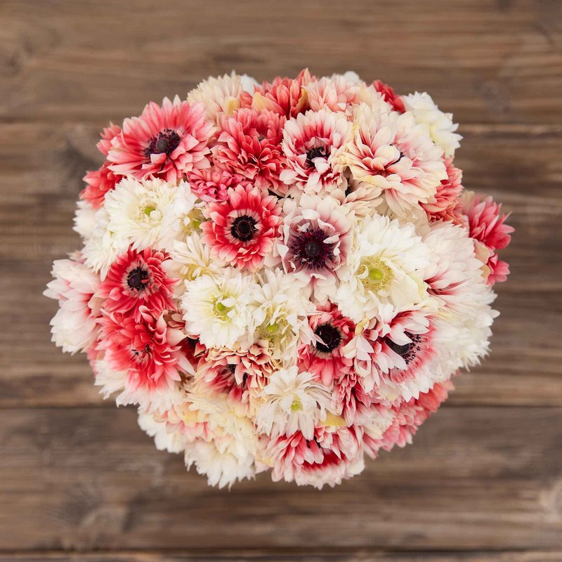 Anemone Bulbs - Elizabeth's Mix - 20 Bulbs - Mixed