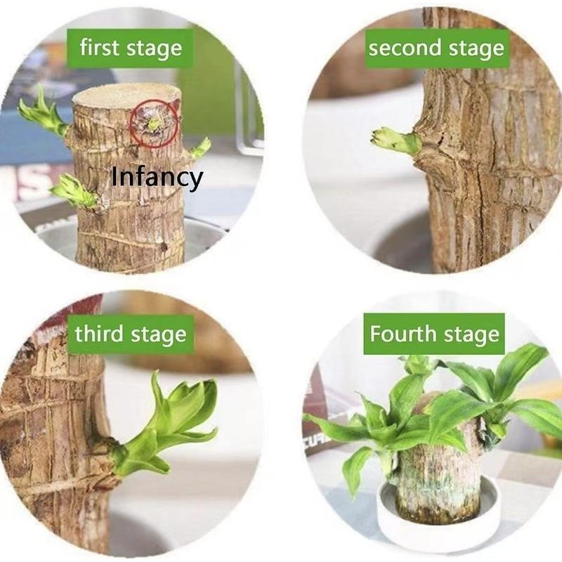 Spin Mop Head Replacement & Shower Floor Scrubber，Compatible with Ocedar