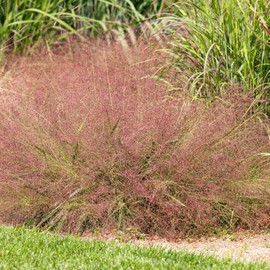 CHUXAY GARDEN Purple Love Grass Seeds for Planting Outdoors Eragrostis Spectabilis Plant 100 Seeds Perennial Ornamental Grasses Plants Native Pink Muhly Grass Beautiful Houseplant