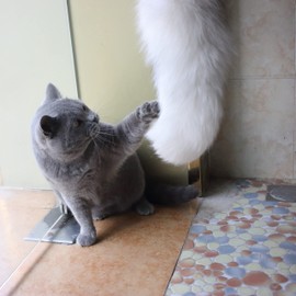 Fosrion Real Fox Tail Fur Cat Bites Toy with Three Section Retractable Carbon Fiber Rod(White, Only Tail)