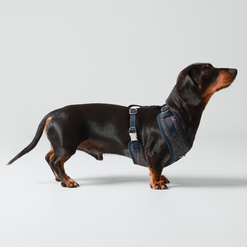HUGO & HUDSON x HACKETT Tweed Dog Harness Adjustable No