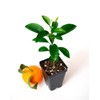 Satsuma Mandarin Tree - XL. Citrus unshiu. 6" - 10"