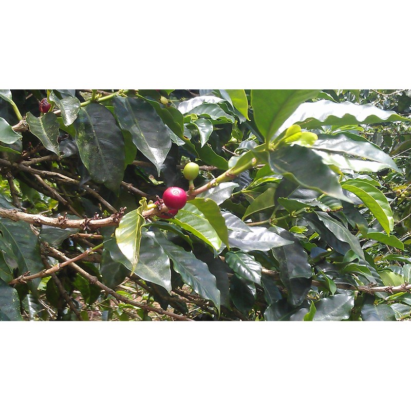 Jamaica Blue Mountain Coffee 454g Ground